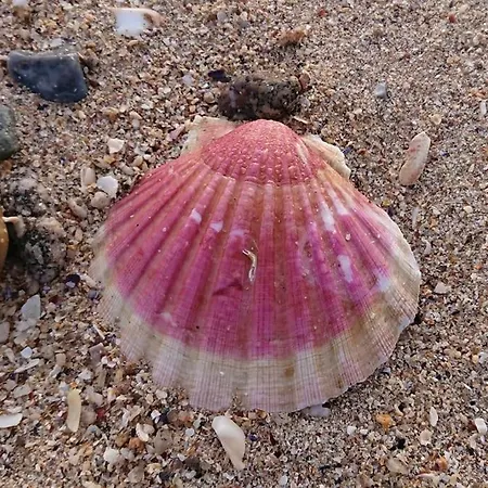 Appartementde Charme En Duplex Face Au Port De * ברפלר